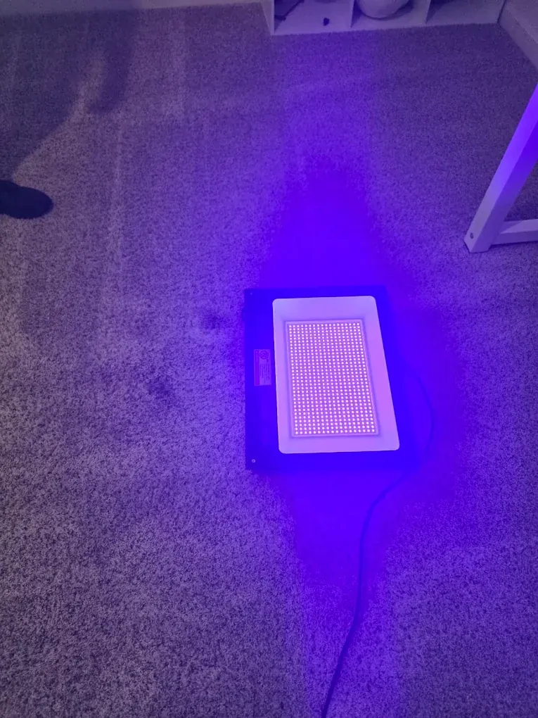 UV light revealing hidden pet urine stains in carpet